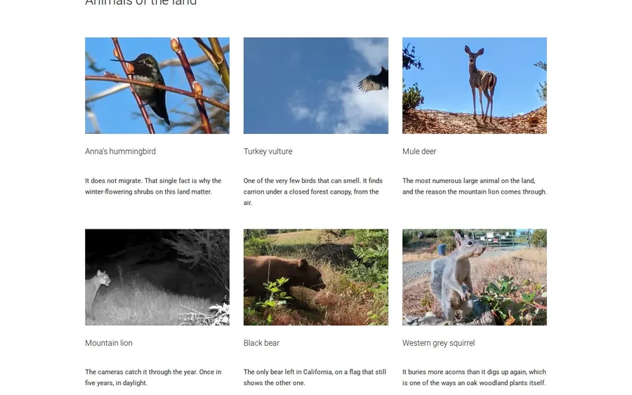 The Fauna page on yggdrasilsprings.church: a grid of photographs of an Anna's hummingbird, a turkey vulture, a mule deer, a mountain lion on a night camera, a black bear and a western grey squirrel