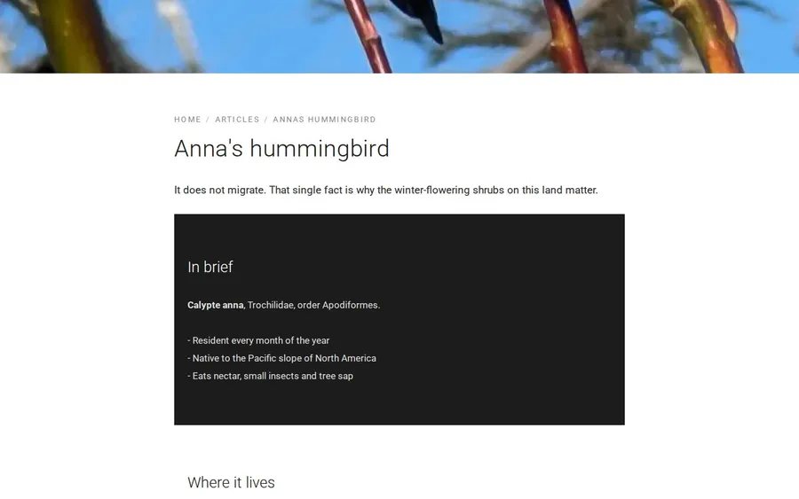 The Anna's hummingbird article on yggdrasilsprings.church, with a one-line lede and an In brief box listing that it is resident every month of the year